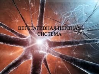 Вегетативная нервная система