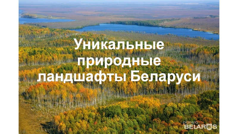 Курсовая работа по теме Лесные ландшафты Беларуси