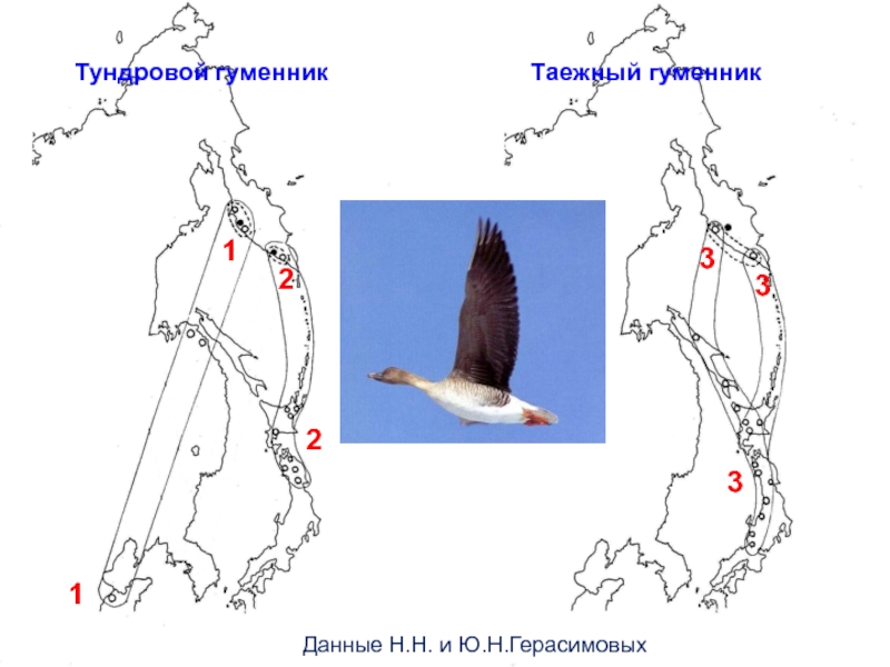 Карта перелета гусей