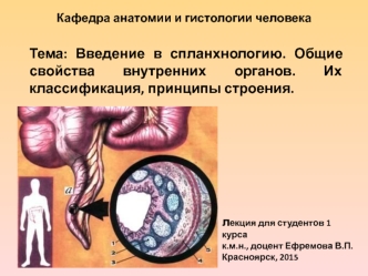 Введение в спланхнологию. Общие свойства внутренних органов. Их классификация, принципы строения