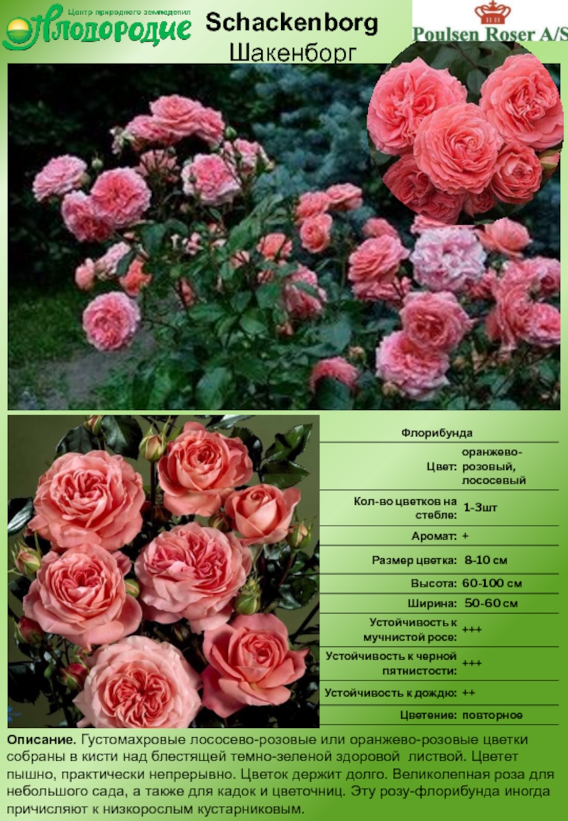 Какие сорта роз бывают с фото и описанием названиями