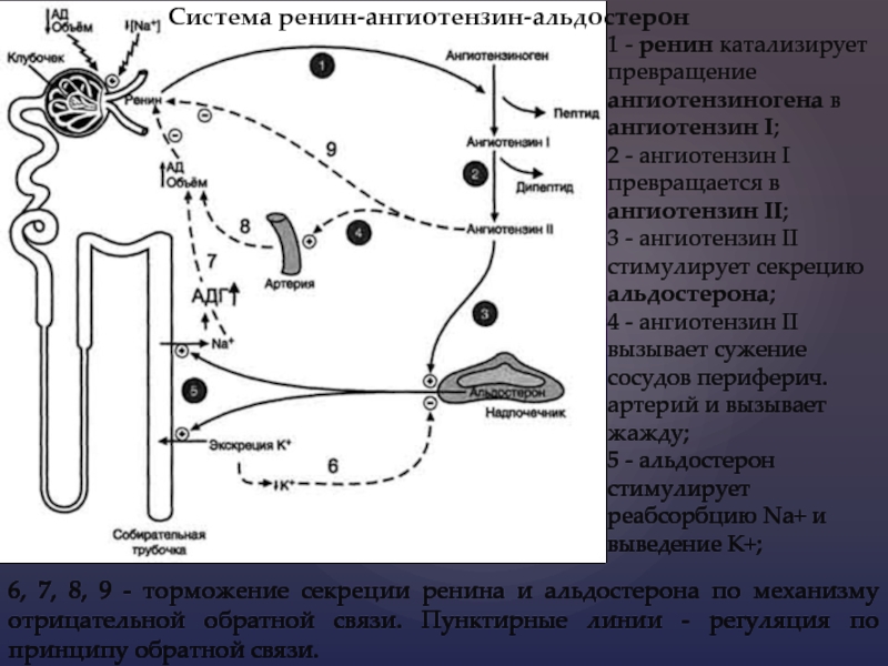 Альдостерон плазма