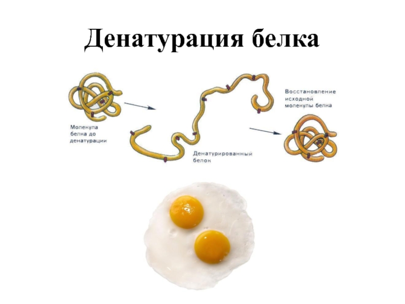 Денатурация белка это. Структура белка. Денатурация. Ренатурация.. Денатурация и ренатурация белка схема. . Денатурация белков, факторы денатурации. Обратимая денатурация белка происходит.