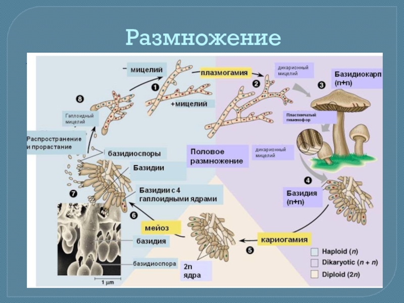 Размножение грибов мицелием. Дикарионный мицелий. Размножение мицелием. Плазмогамия у грибов. Жизненный цикл мицелия.