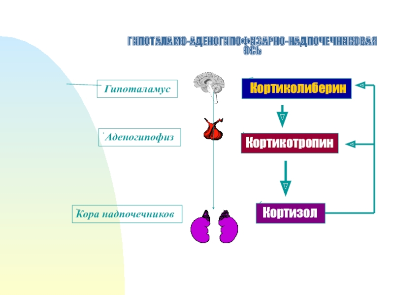 Гипофункция кортизола. Кортикотропин. Кортиколиберин. Кортиколиберин где вырабатывается. Гипофункция кортиколиберина.