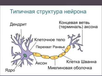 Структура нейрона. Нейроглия