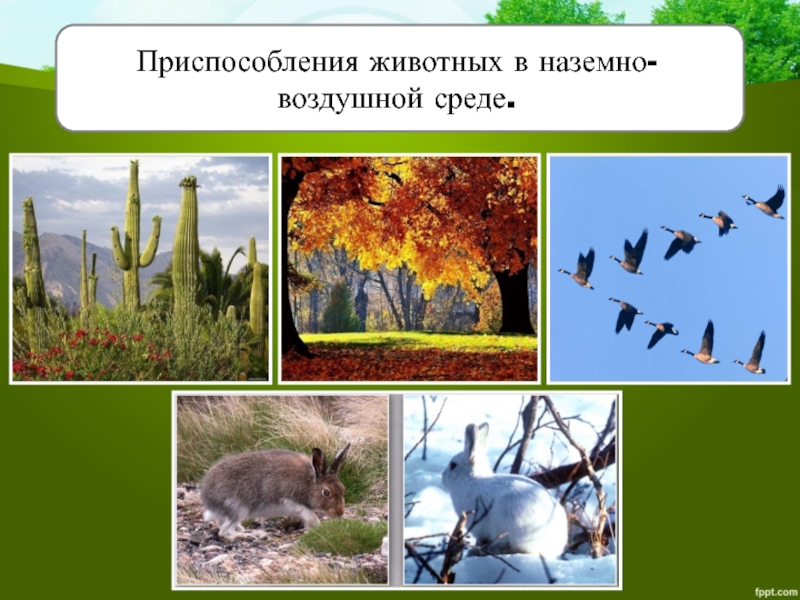 Доклад на тему воздушно наземная среда. Приспособления животных к наземно-воздушной среде. Экологические факторы наземно-воздушной среды. Экологические факторы обитателей наземно-воздушной среды. Наземно-воздушная среда приспособления.