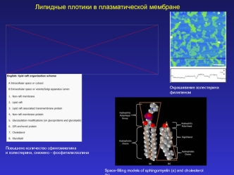 Липидные плотики в плазматической мембране (иммунология, лекция 4)