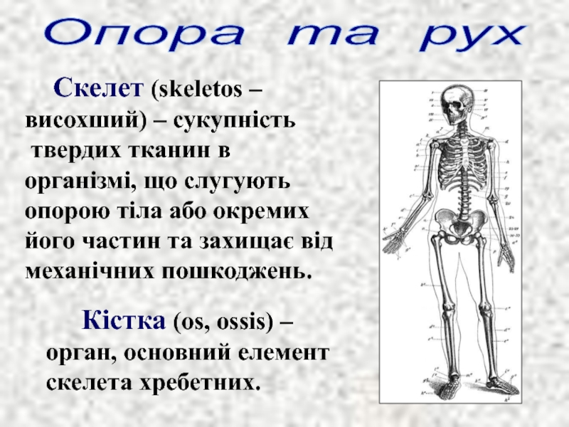 Реферат: М язова система