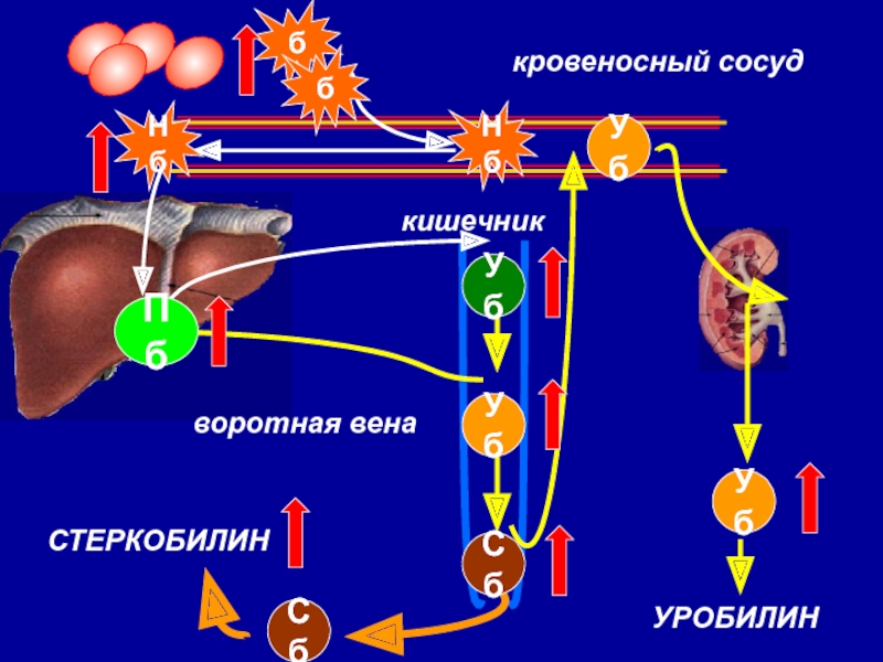 Стеркобилин это. Стеркобилин и уробилин. Происхождение уробилина. Стеркобилин образуется из. Уробилин происхождение биохимия.
