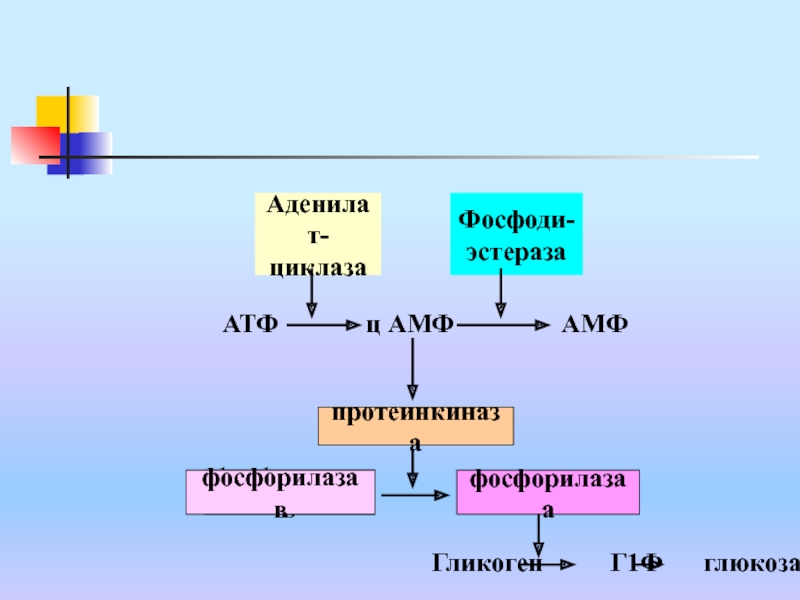 32 атф. Фосфорилаза. Гликоген АТФ. Схема активации фосфорилазы.