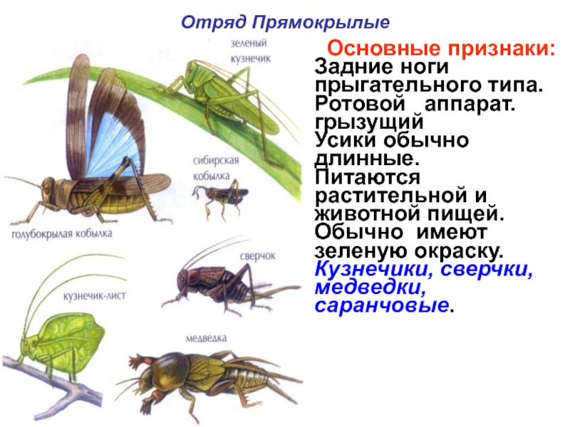 Какой тип питания характерен для зеленого кузнечика изображенного на рисунке