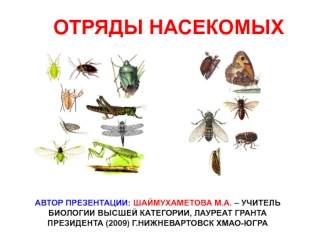 Отряды насекомых