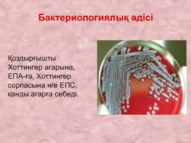 Бактериологиялық әдісі Қоздырғышты Хоттингер агарына, ЕПА-ға, Хоттингер сорпасына н/е ЕПС, қанды агарға себеді.
