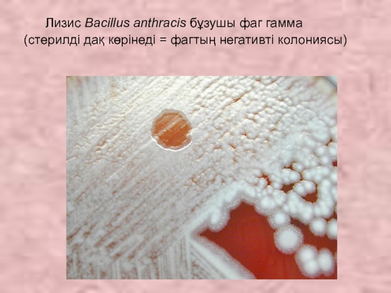 Лизис Bacillus anthracis бұзушы фаг гамма  (стерилді дақ көрінеді = фагтың негативті колониясы)
