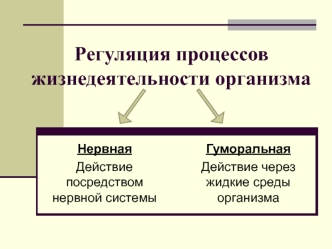 Регуляция процессов жизнедеятельности организма