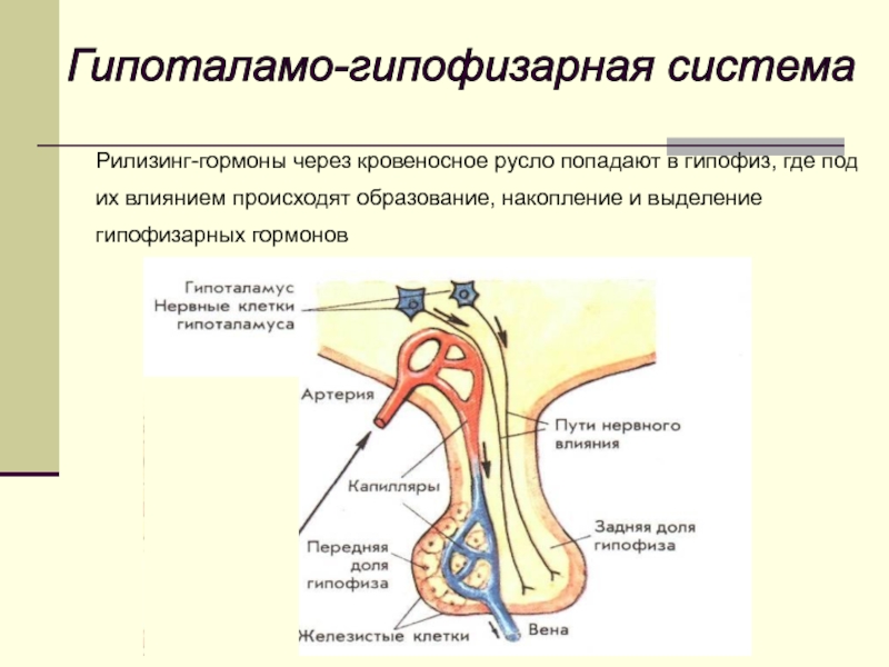 Происходит образование. Регуляторные гормоны гипоталамо-гипофизарной системы.. Гипоталамо гипофизарная система по Алешину схема. Строение гипоталамо-гипофизарной связей. Гипоталамо гипофизарный тракт гистология.