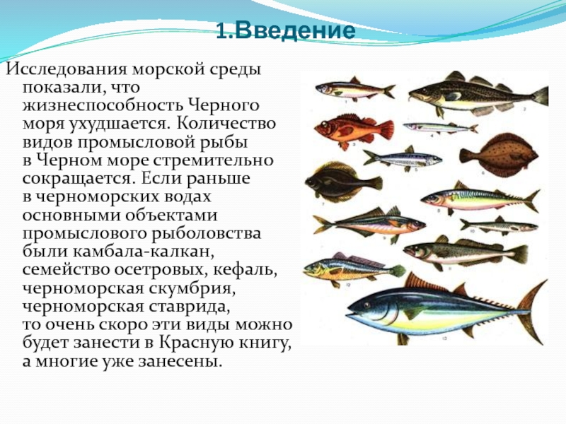 Рыба Черного Моря Список С Фото