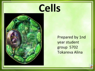 Cells. Muscle cells