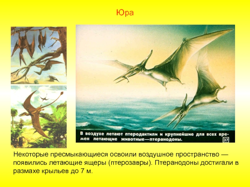 Жила на свете птеранодон. Птеранодон презентация. Птерозавры появились Эра. Птеродактиль описание. Мезозойская Эра птеродактиль.