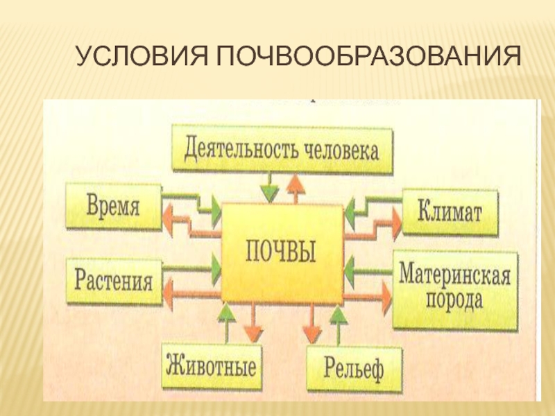 Схема процесса почвообразования