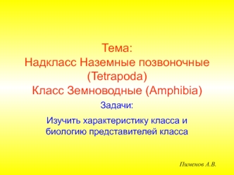 Надкласс Наземные позвоночные (Tetrapoda). Класс Земноводные (Amphibia)