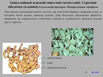 Однослойный плоский эпителий (мезотелий). Серозная оболочка сальника.Тотальный препарат. Импрегнация серебром