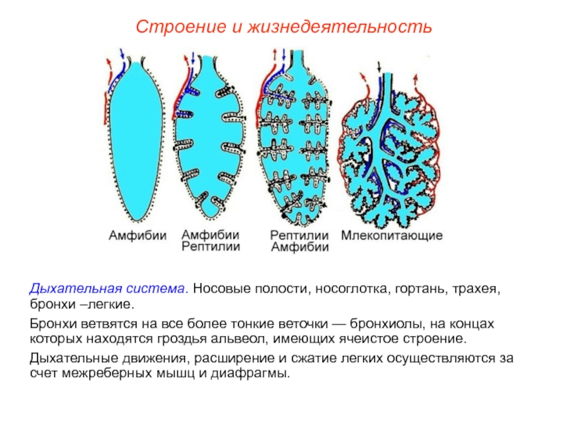 Дыхательная система млекопитающих презентация