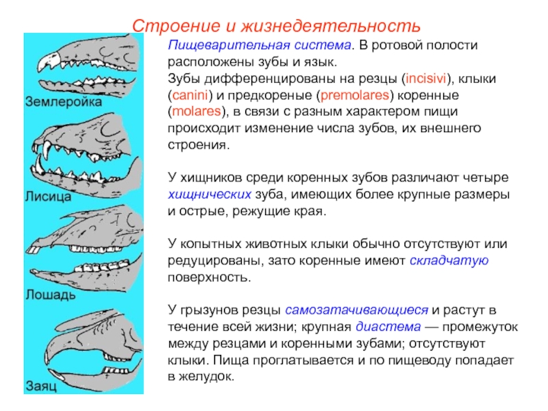 Укажите название зубов обозначенных на рисунке у млекопитающих