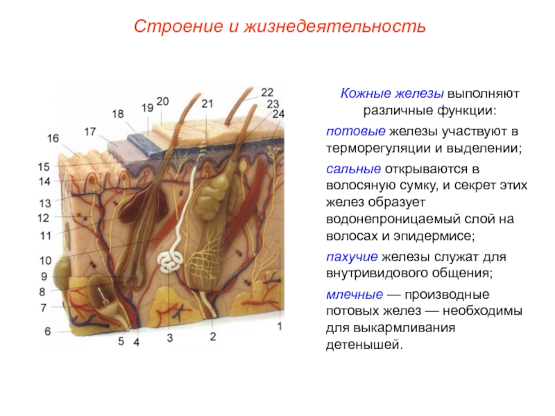 Схема строения кожи млекопитающих