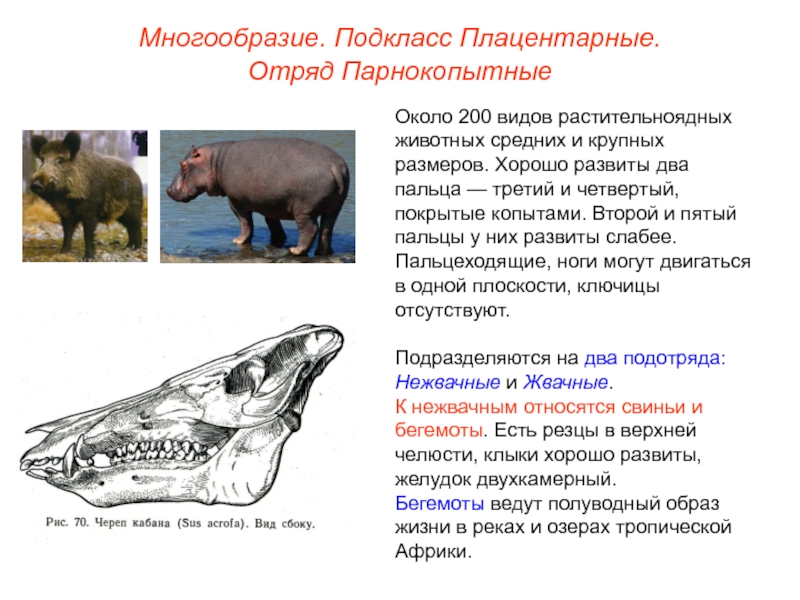 Ластоногие и китообразные парнокопытные и непарнокопытные хоботные 7 класс презентация