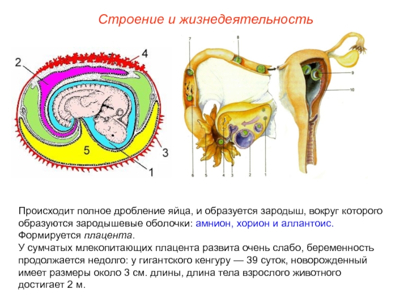 Каким номером на рисунке обозначена часть эмбриона млекопитающего через которую