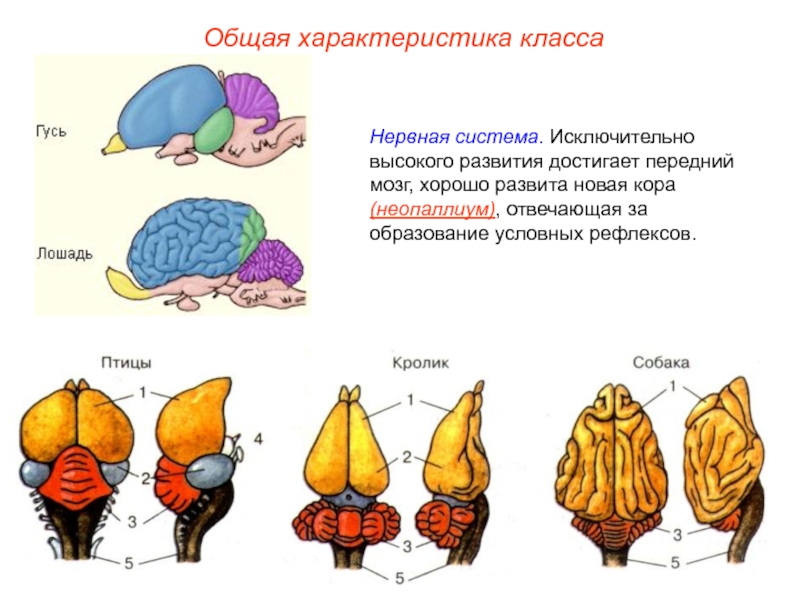 Класс птицы мозг. Передний мозг млекопитающих. Класс млекопитающие нервная система. Класс млекопитающие общая характеристика. Общая характеристика класса Mammalia.