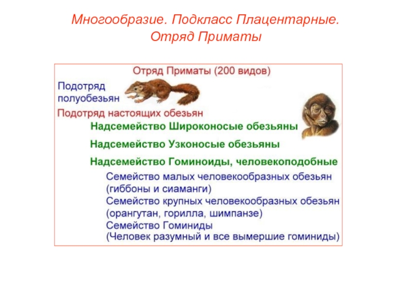 Класс млекопитающие отряд приматы презентация 7 класс