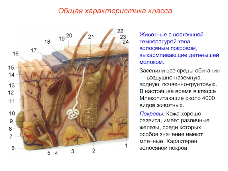 Строение кожи млекопитающих рисунок с подписями 7 класс