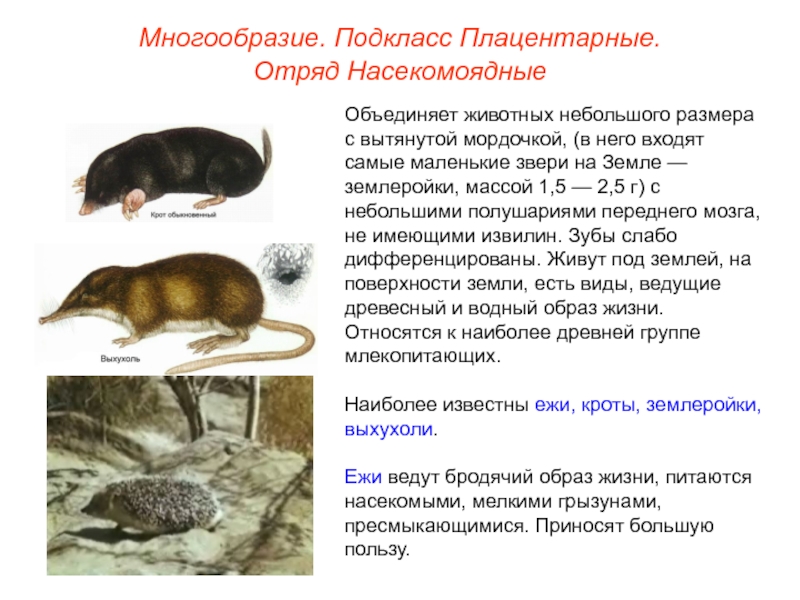 Отряд насекомоядные млекопитающие презентация