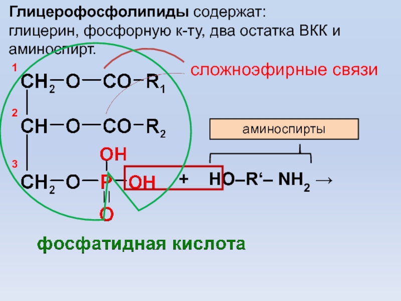 Функции остатков фосфорной кислоты. Глицерофосфолипиды гидролиз кислотный. Глицерофосфолипиды схема строения. Глицерофосфолипиды формула биохимия.