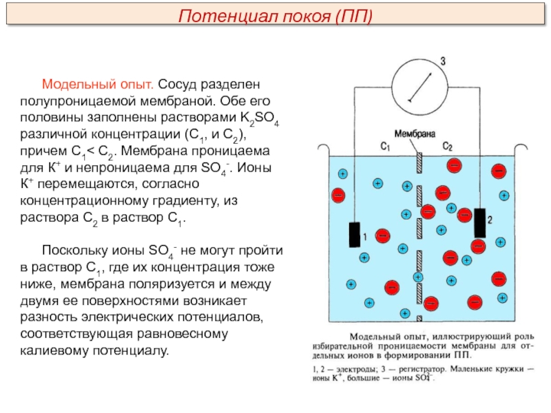 Мембранные потенциалы клетки схема. Схема потенциала покоя нервной клетки. Мембранный потенциал покоя схема. Мембранный потенциал клетки.