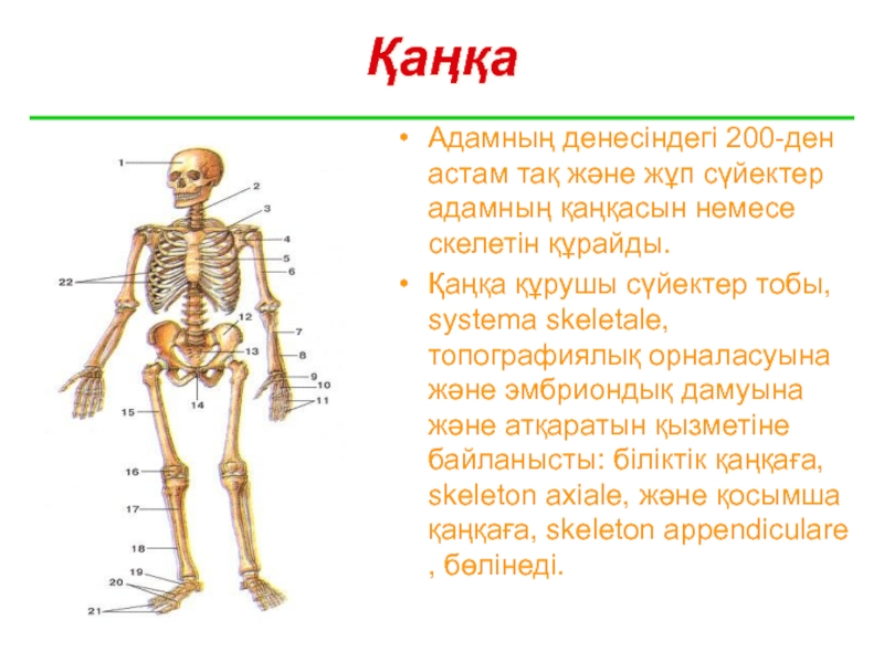 Скелет человека схема