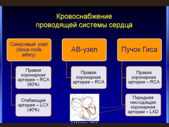 Нарушения кровоснабжения проводящей системы сердца