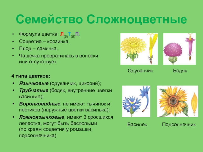 Известно что одуванчик полевой сложноцветное растение. Семейство Сложноцветные л5. Семейство Астровые формула цветка. Семейство Сложноцветные типы цветков. Формула сложноцветных цветков.