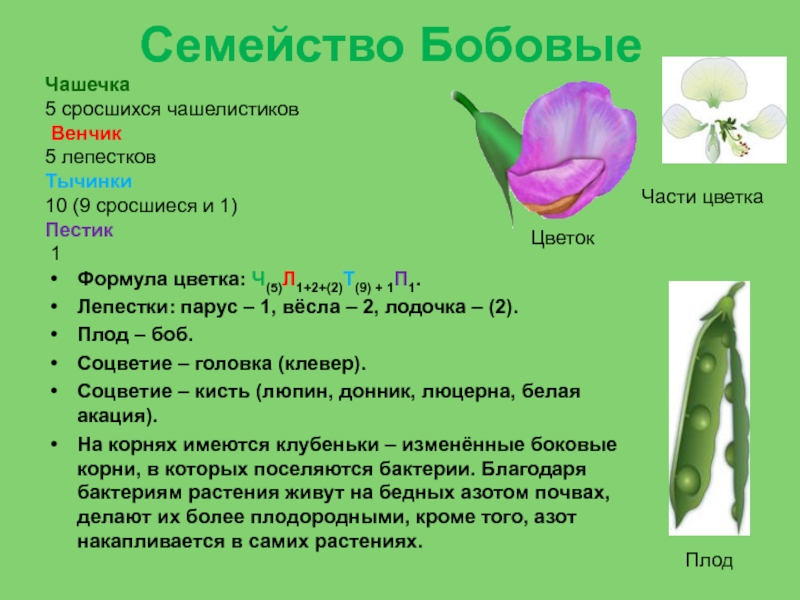 Количество лепестков кратно 3. Формула цветка семейства бобовые. Семейство бобовые формула цветка ч 5 л 1 + 2 +. Формула цветка бобовых растений. Семейство Мотыльковые бобовые формула.