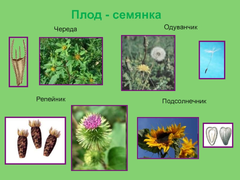 Сложноцветные плод коробочка. Семейство Астровые плод. Семейство Сложноцветные плод. Плод растений семейства Сложноцветные. Семянки сложноцветных.