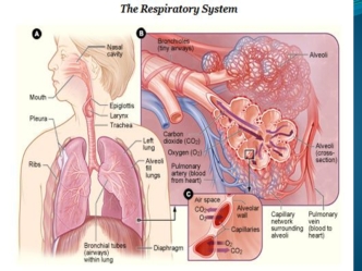 Thy respiratory system