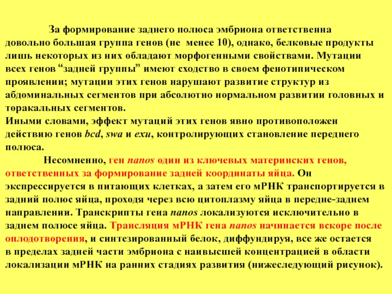 Группы генов. Гены и их роль. Формирование Гена человека это. Какую роль играют гены в развитии человека. Гены ответственные за.