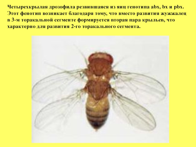 В соматической клетке дрозофилы 8. Наличие одной пары крыльев, вторая - преобразована в жужжальца. Дрозофила сколько крыльев. Крымов в.п. дрозофилы и мы 1947.