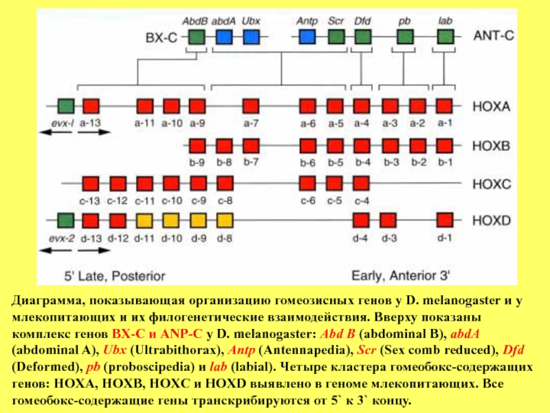 Ген развития. Как развивается ген. Кластер генов BX-C количество генов. Организация комплекса генов BX. Политропное взаимодействие генов у дрозофилы.