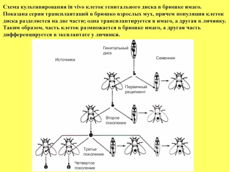 В соматической клетке дрозофилы 8 хромосом. Эволюция дрозофил. Клетки дрозофилы. Строение дрозофилы схема. Развитие Имаго схема.