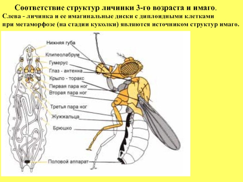 Строение слепня рисунок с подписями - 87 фото