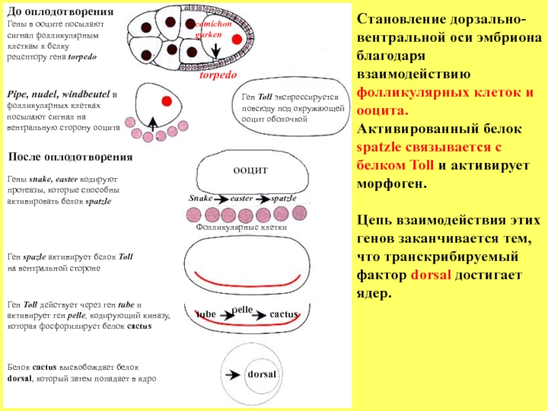 Гены развития дрозофилы